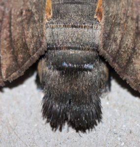 Macroglossum stellatarum. Humbingbird Hawk Moth