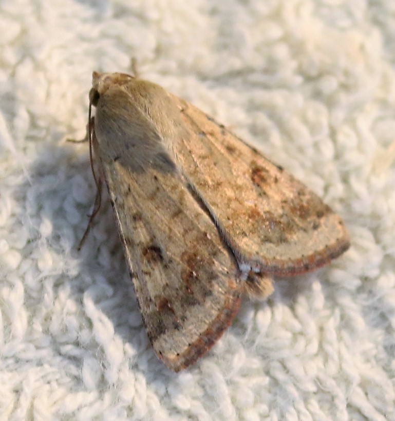 Helicoverpa armigera. Scarce Bordered Straw.