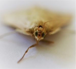 Setina irrorella. Dew Moth.