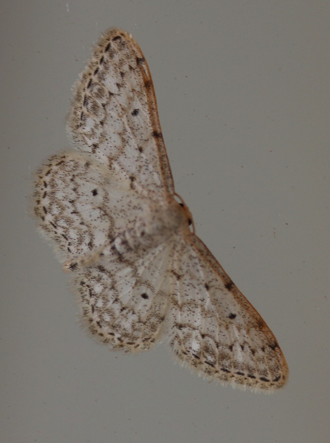 Scopula marginpunctata. Mullein Moth.