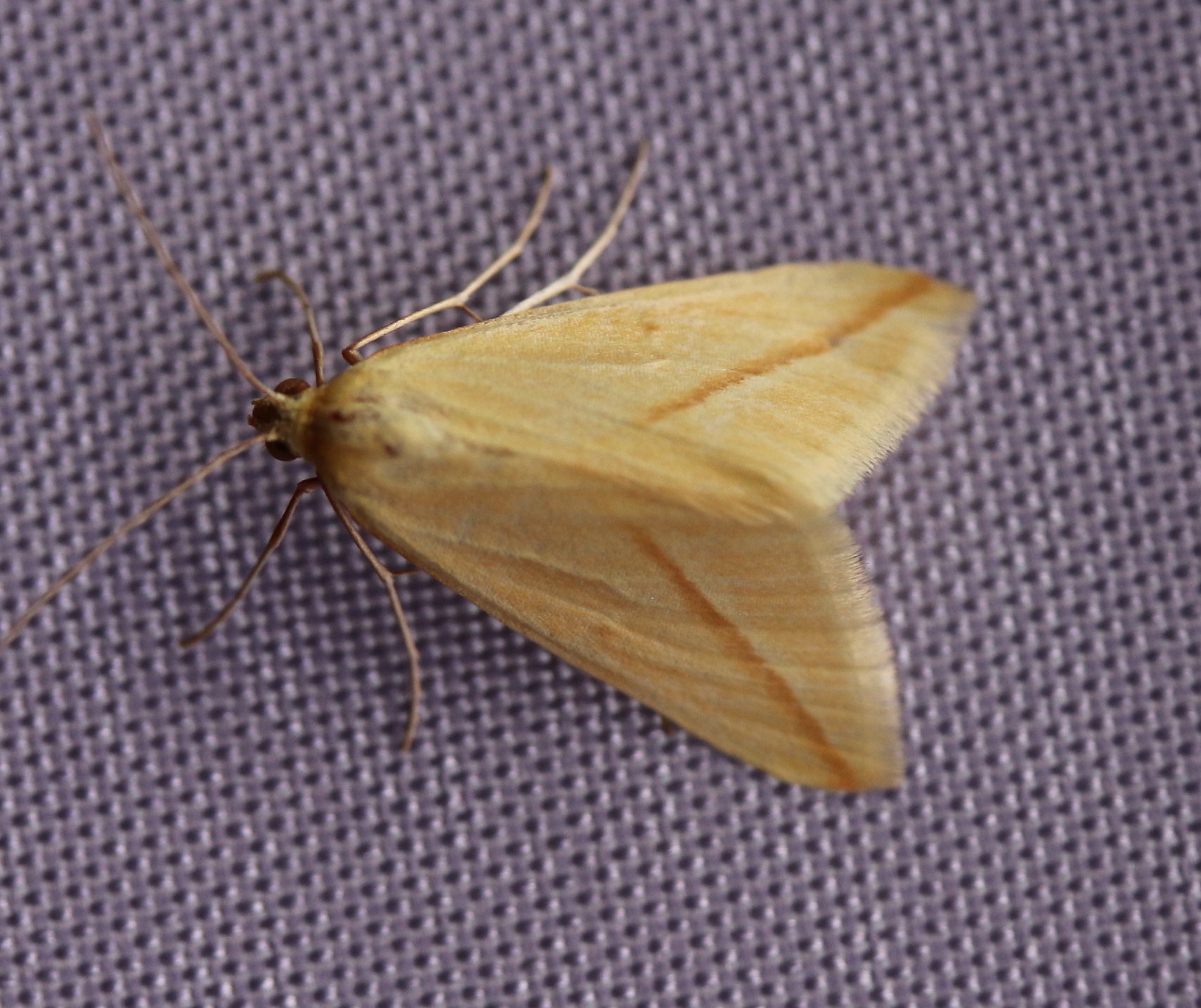 Cyclophora linearia. Clay Triple-lines.