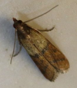 Plodia interpunctella. Indian Meal Moth.