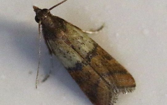 Plodia interpunctella. Indian Meal Moth.