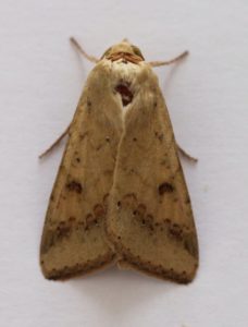 Helicoverpa armigera. Scarce Bordered Straw.