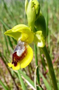 Ophrys sicula.