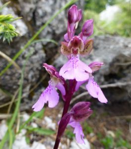 Orchis spitzelii.
