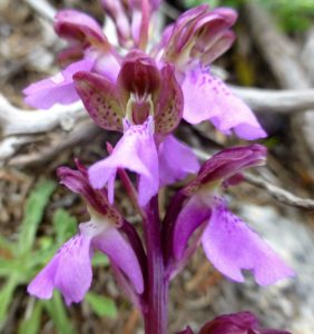 Orchis spitzelii.
