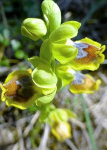 Ophrys melena.