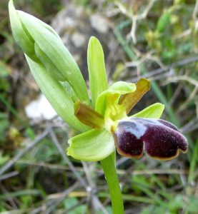 Ophrys attaviria var. cesmeensis