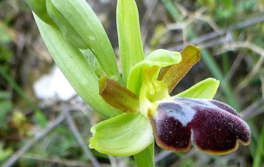 Ophrys attaviria var. cesmeensis
