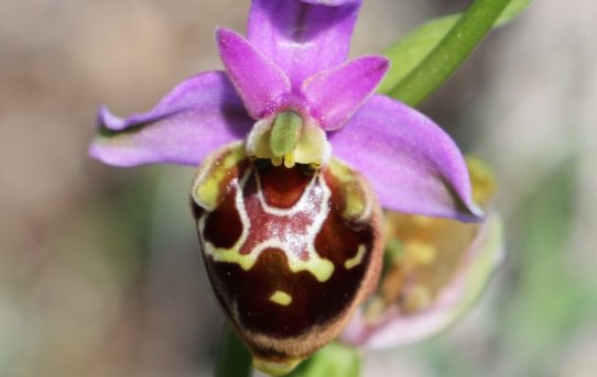 Ophrys episcopalis.