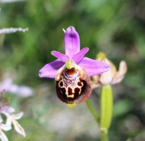 Ophrys episcopalis.