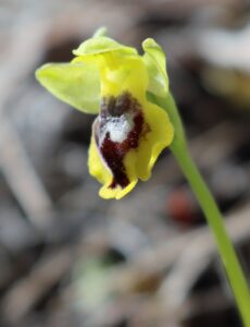 Ophrys sicula.
