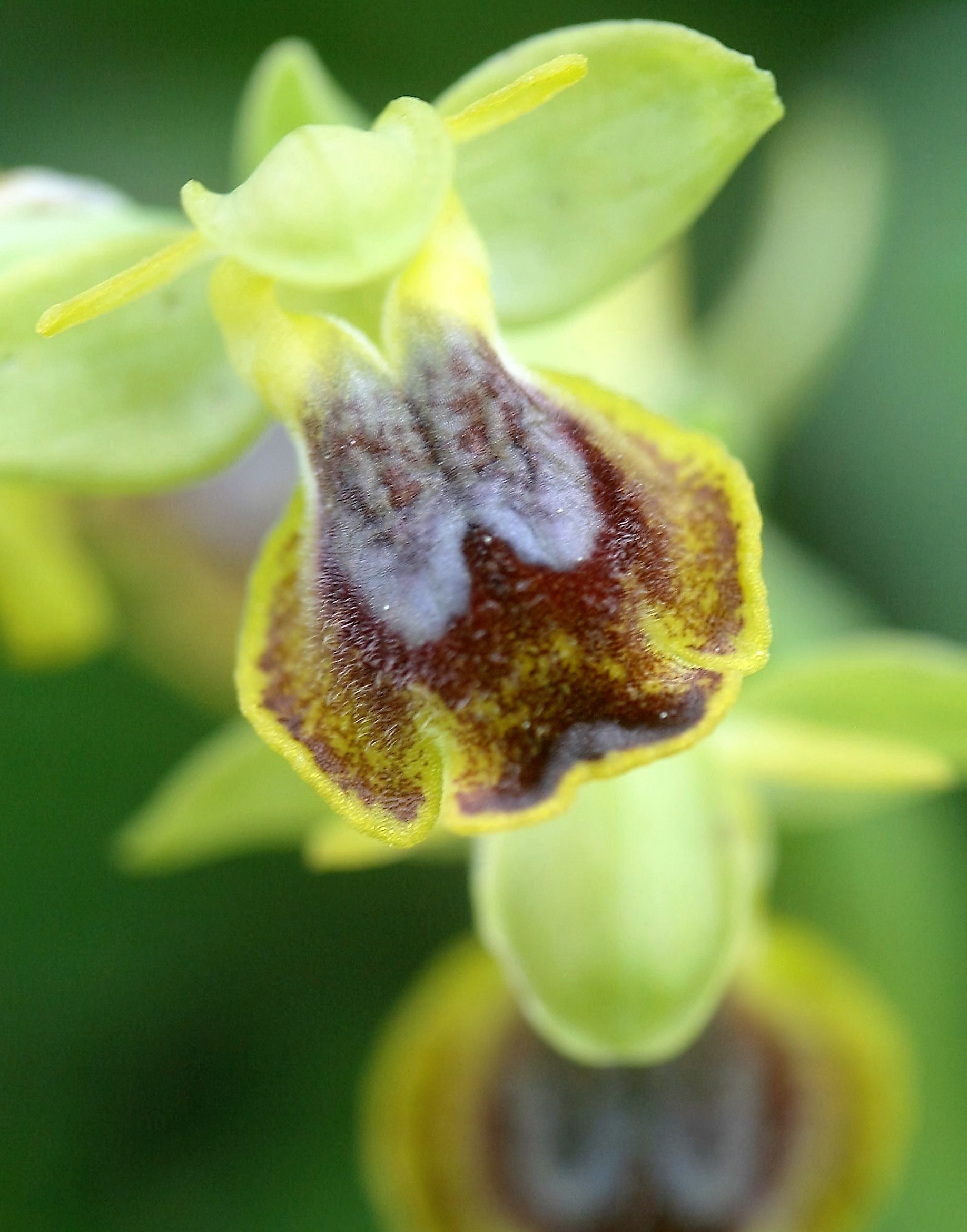 Ophrys melena.