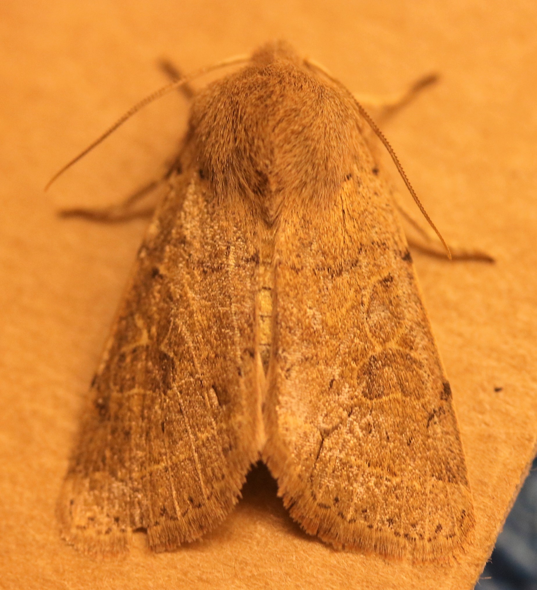 Nomophila noctuella. Rush Veneer. 63.052.