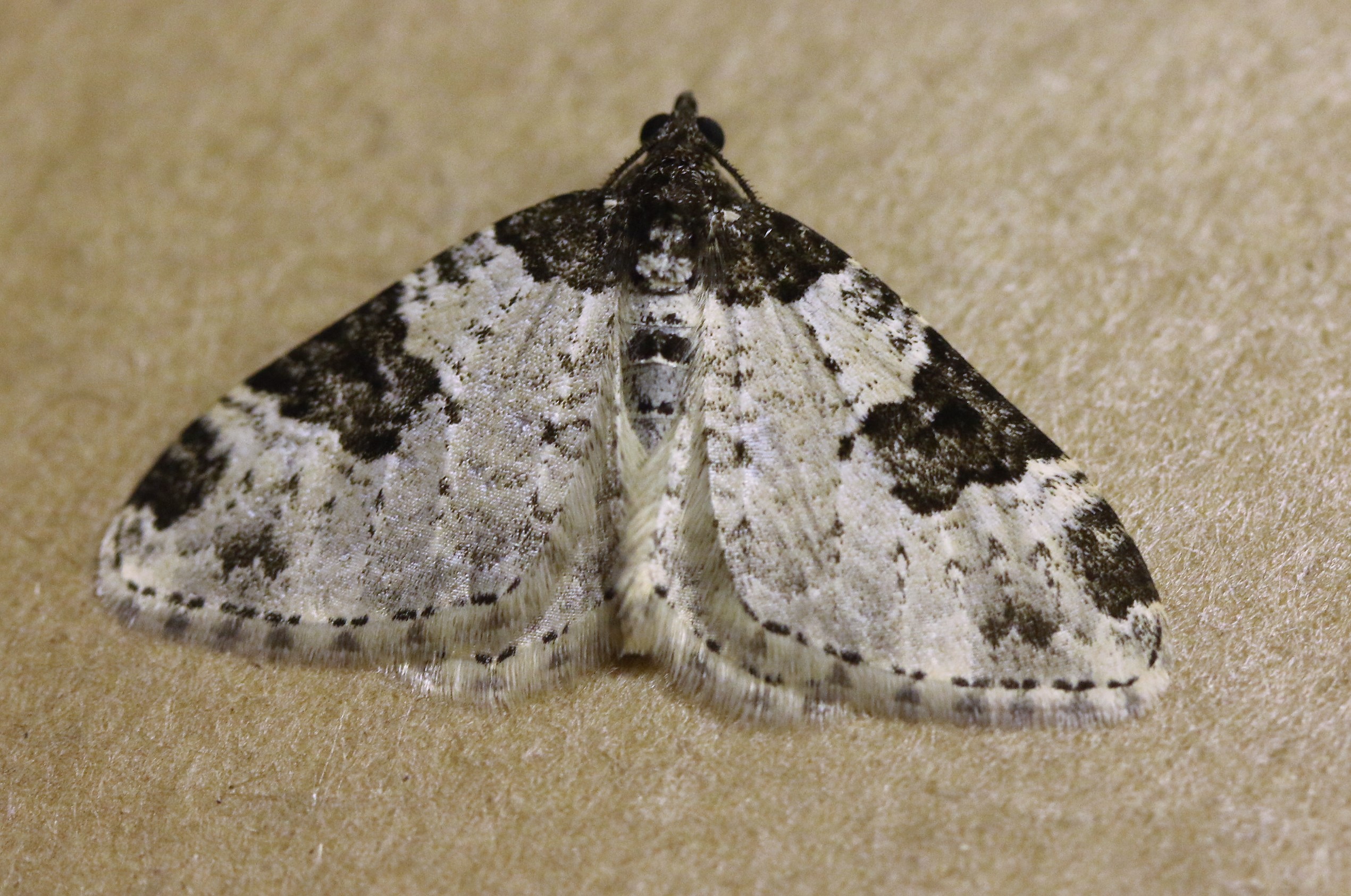 Plemyria rubiginata. Blue-bordered Carpet.