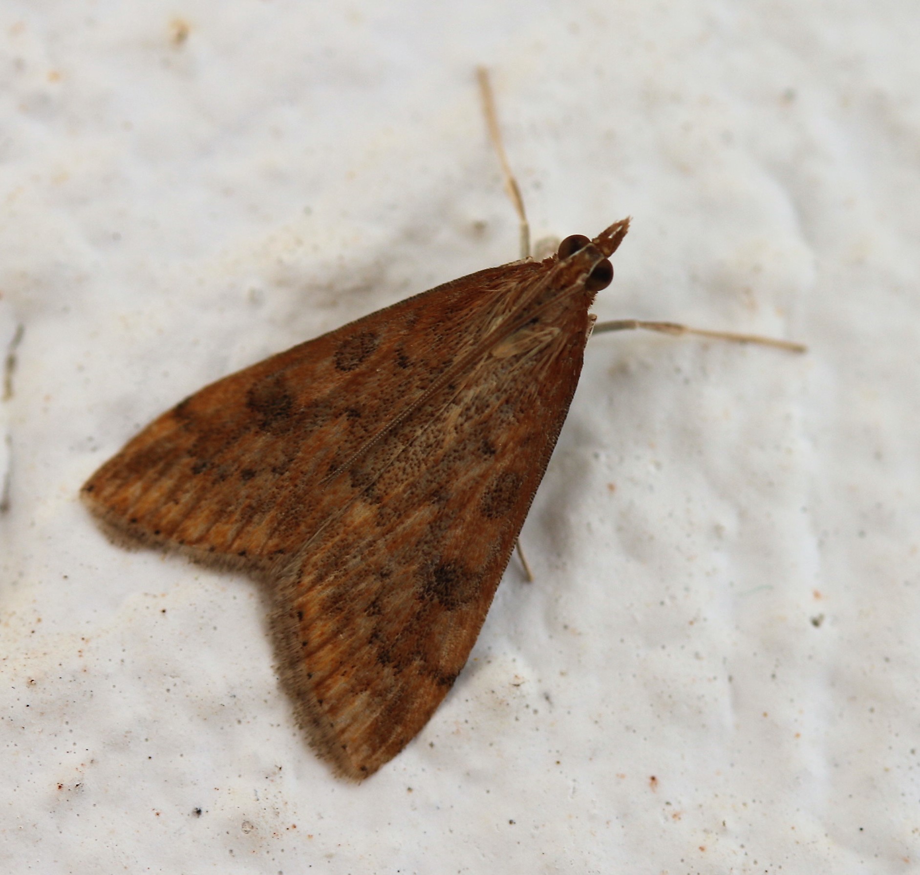 Udea ferrugalis. Rusty-dot Pearl.