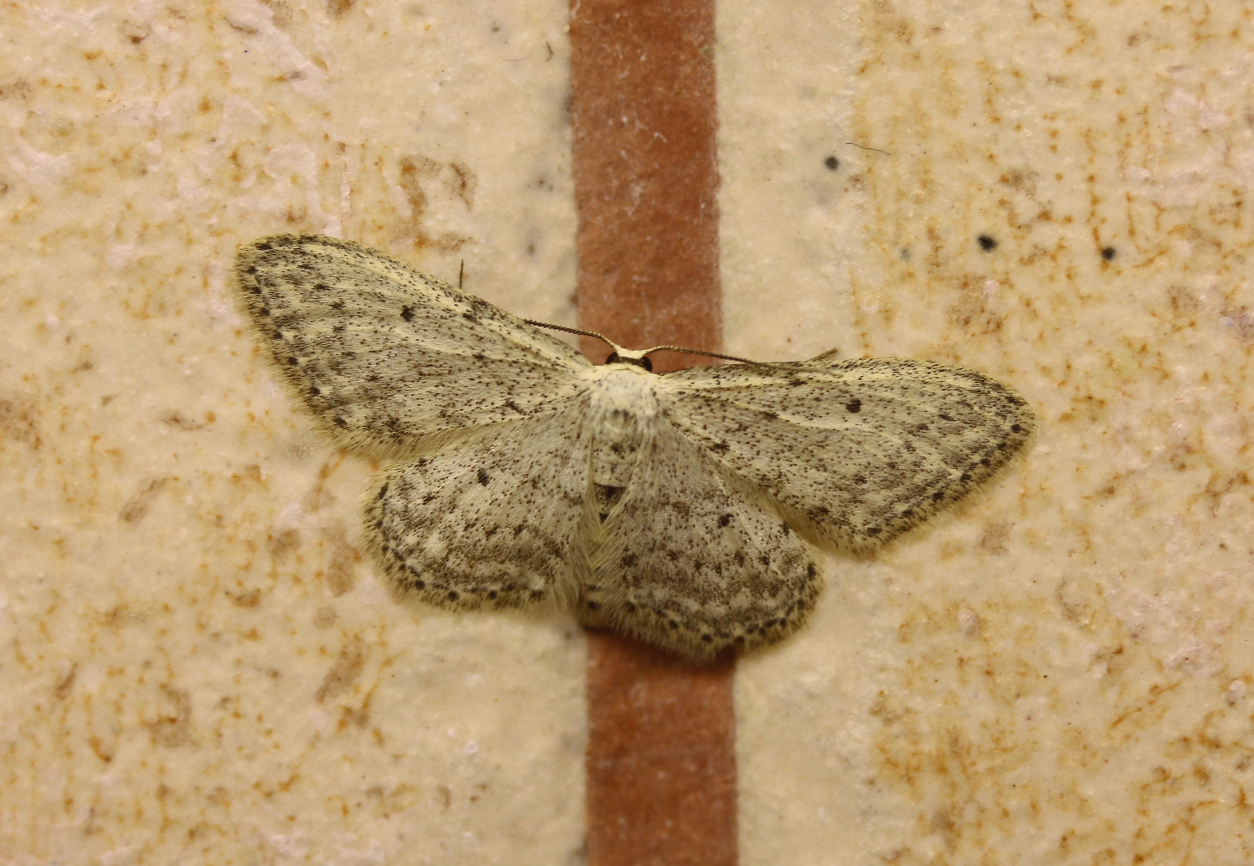 Idaea seriata. Small Dusty Wave.
