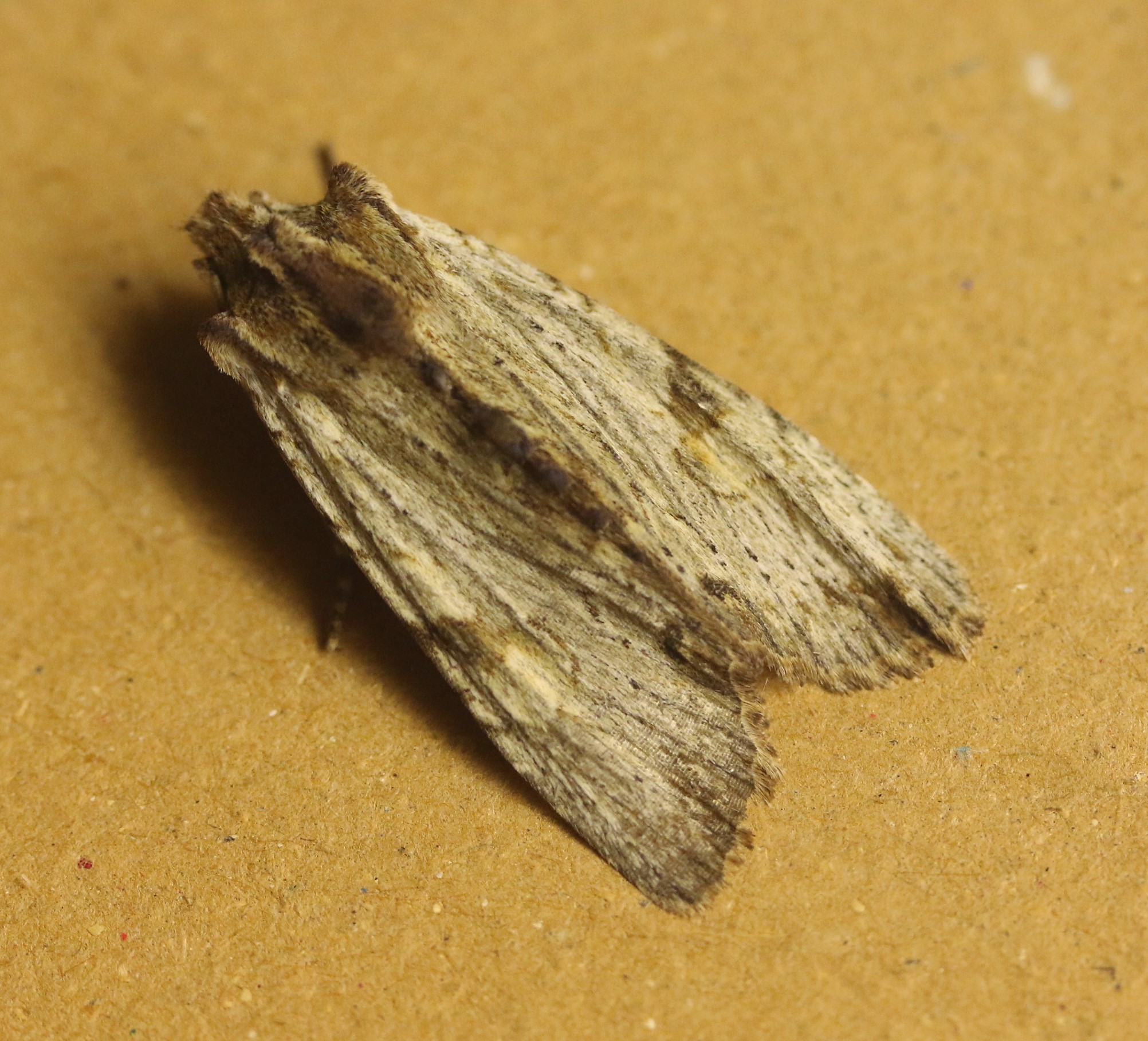 Lithophane socia. Pale Pinion.