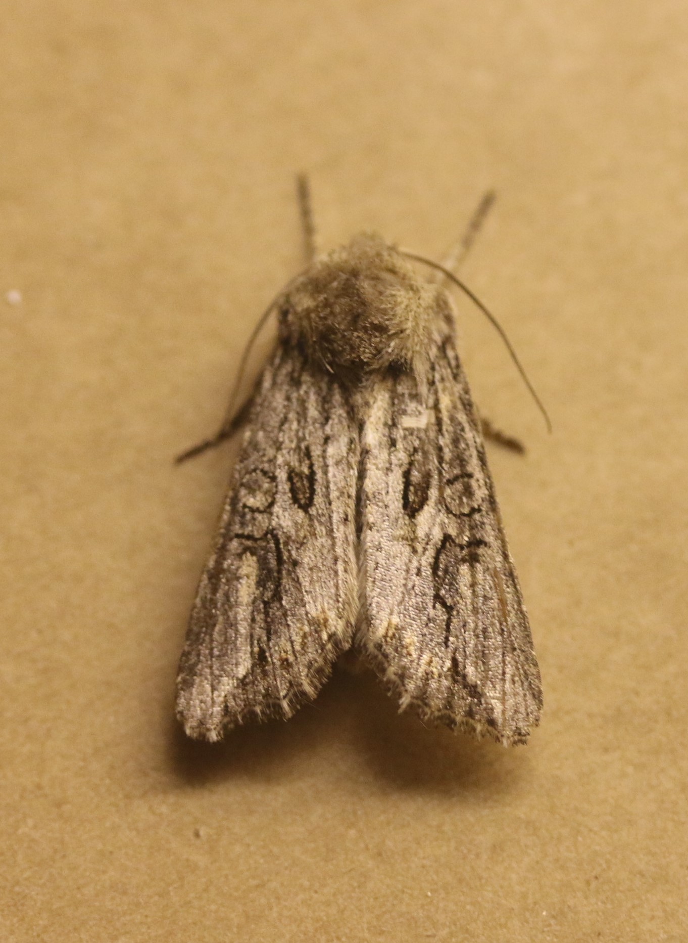 Agrotis bigramma.