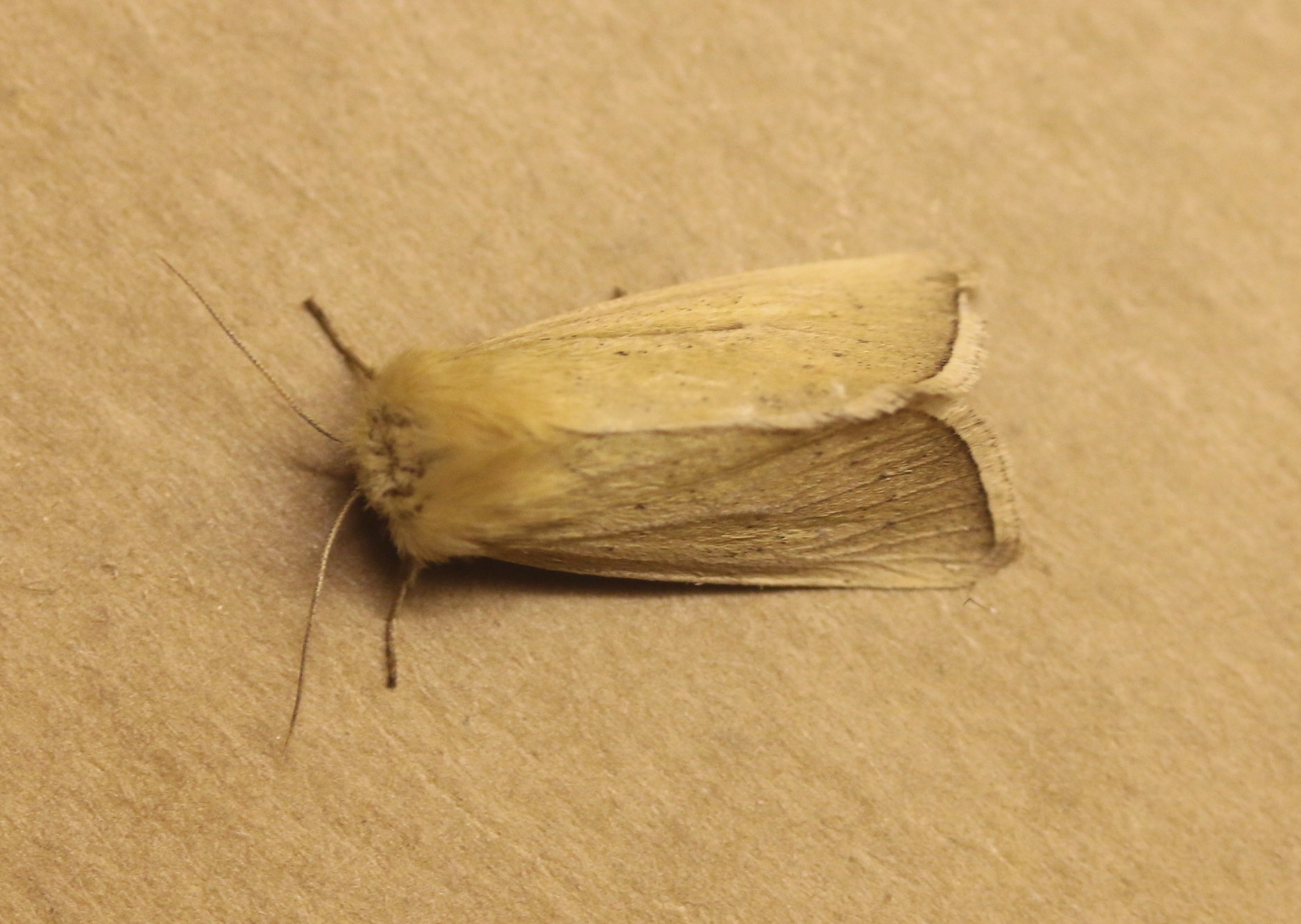 Mythimna pallens. Common Wainscot. 73.291.