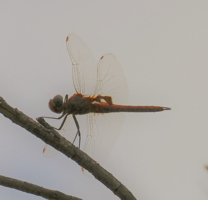 Tramea basilaris. Keyhole Glider.