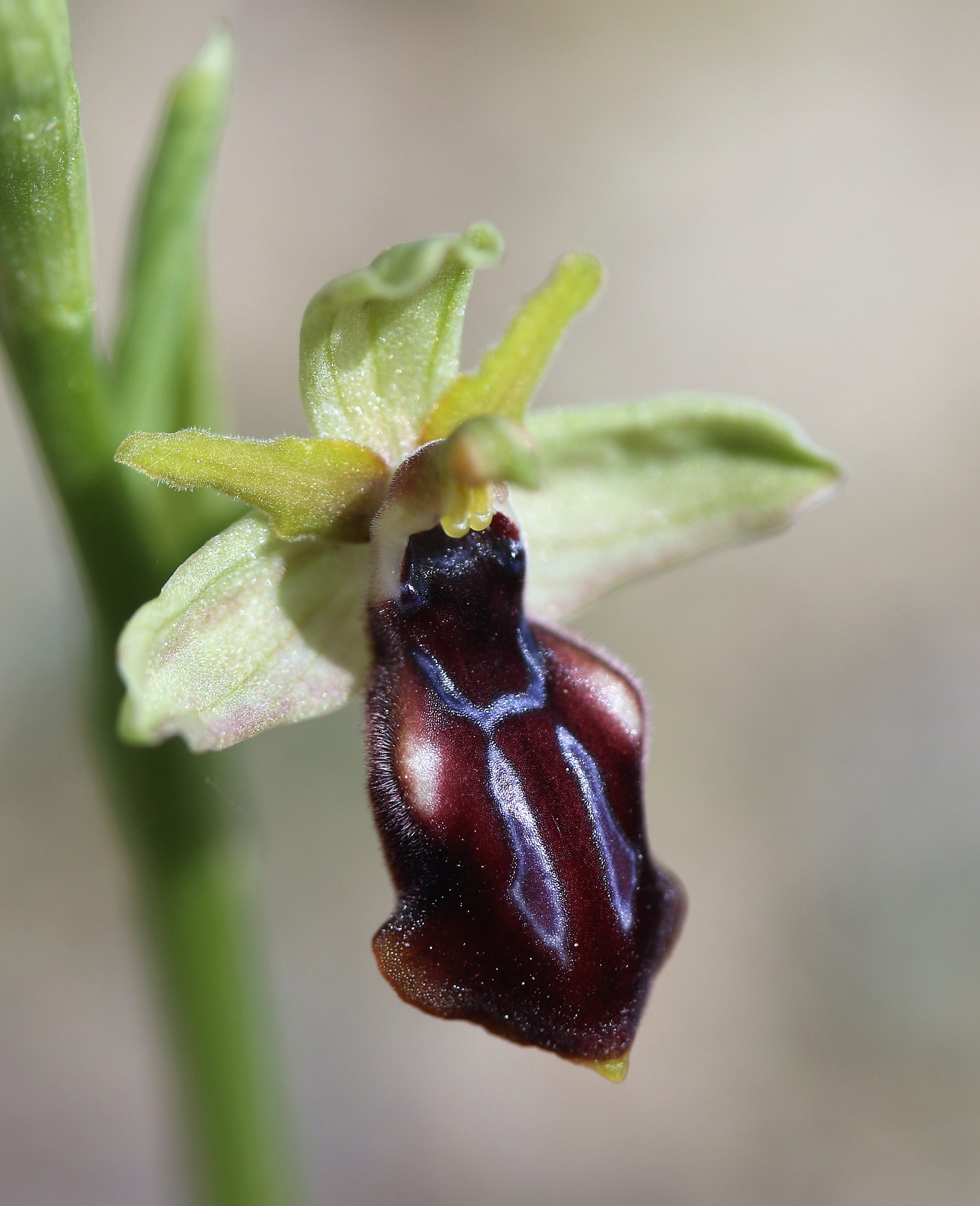 Ophrys gortynia.
