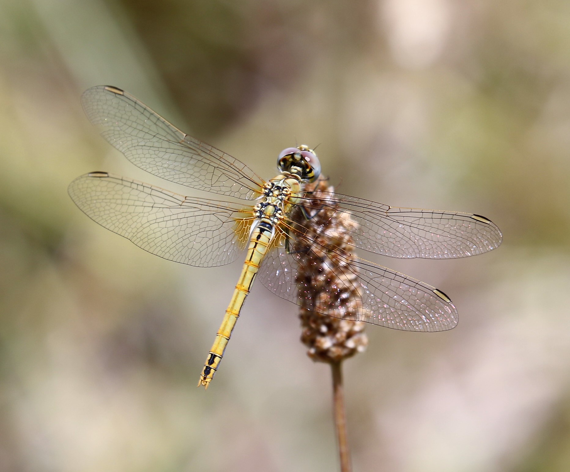 Crocothemis erythraea. Broad Scarlet.