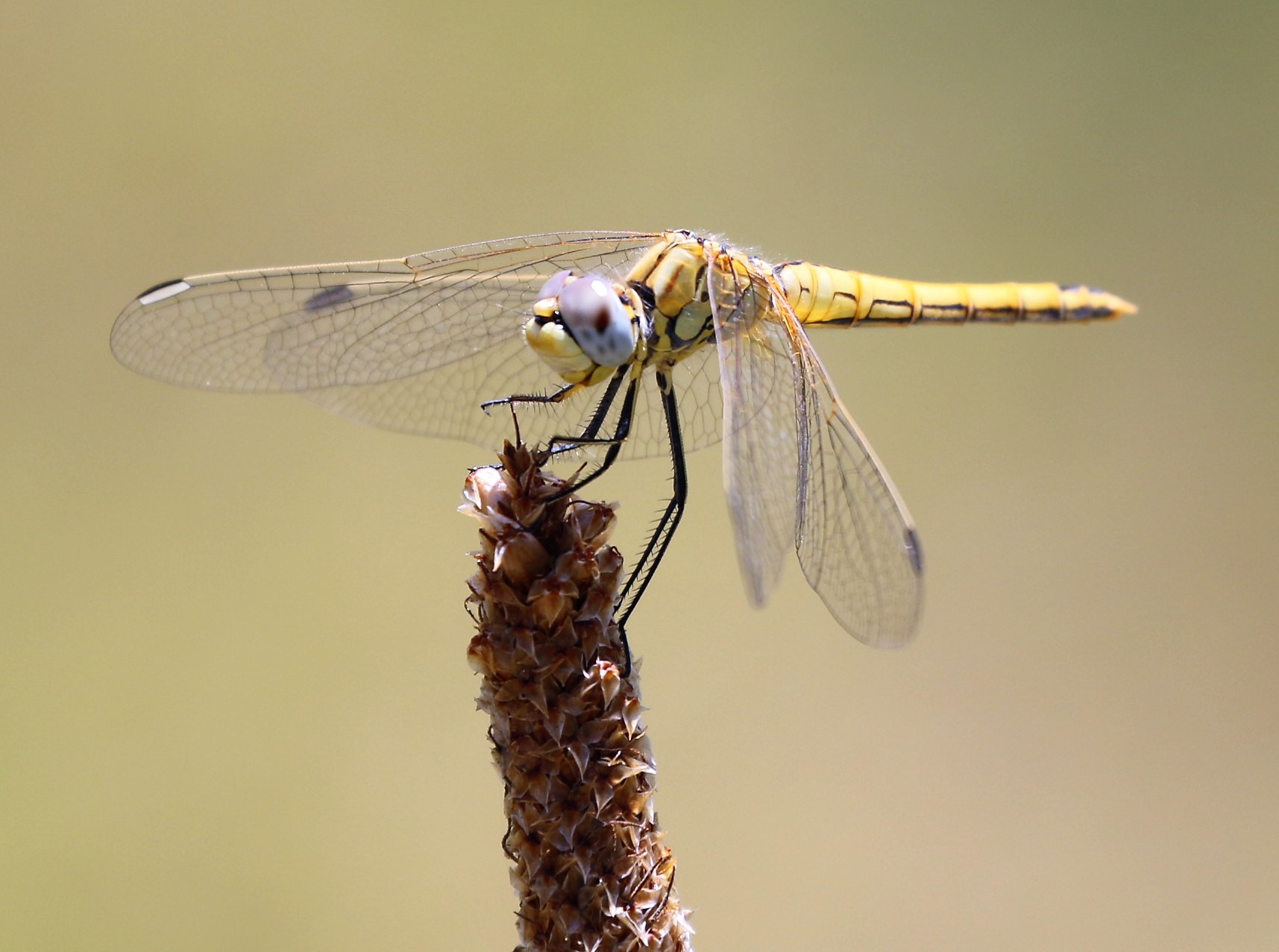 Orthetrum julia capicola. Cape Skimmer.