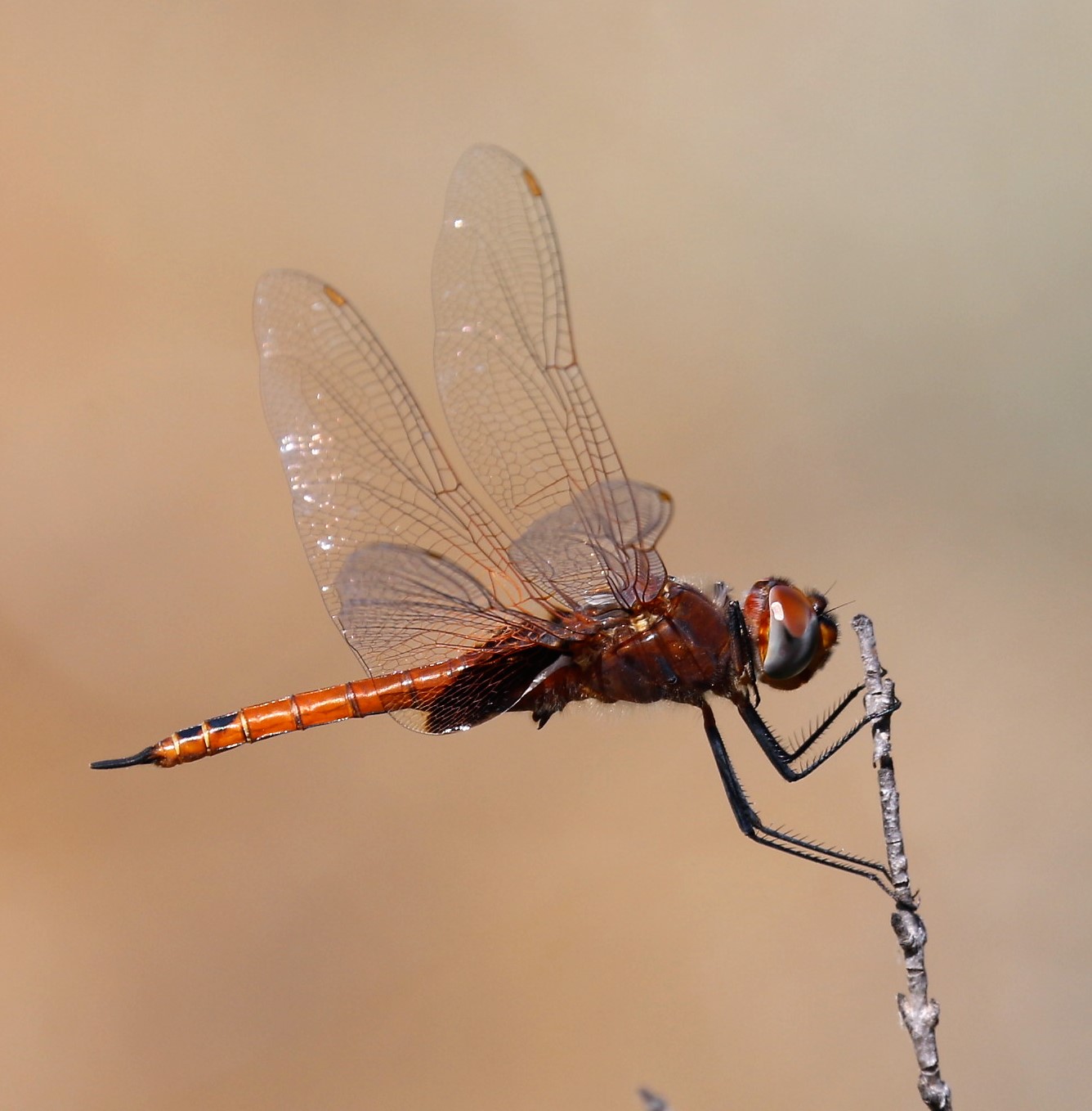 Tramea limbata. Ferruginous Glider.