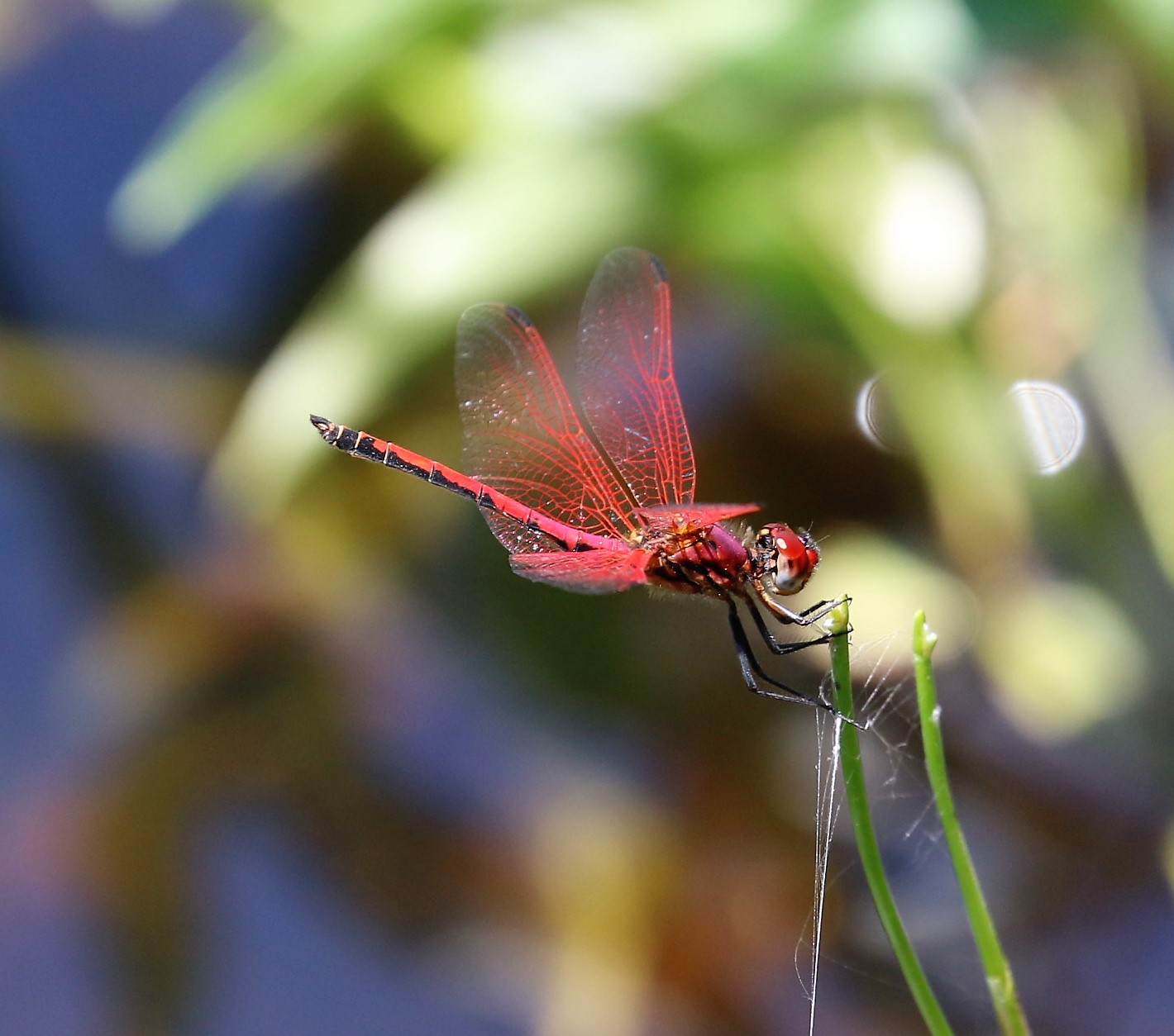 Trithemis arteriosa. Red-veined Dropwing.