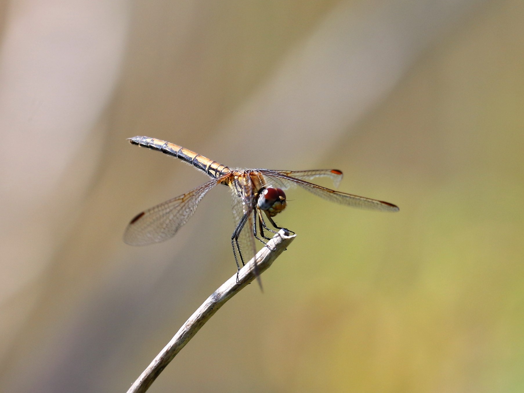 Trithemis stictica. Jaunty Dropwing.