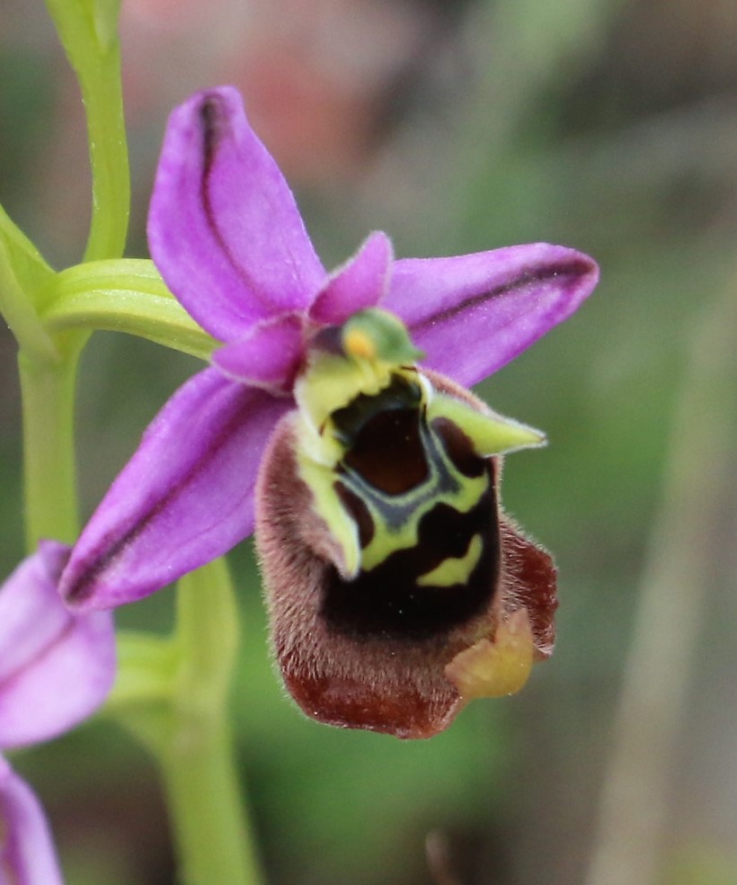 Ophrys holserica ssp. episcolaplis.