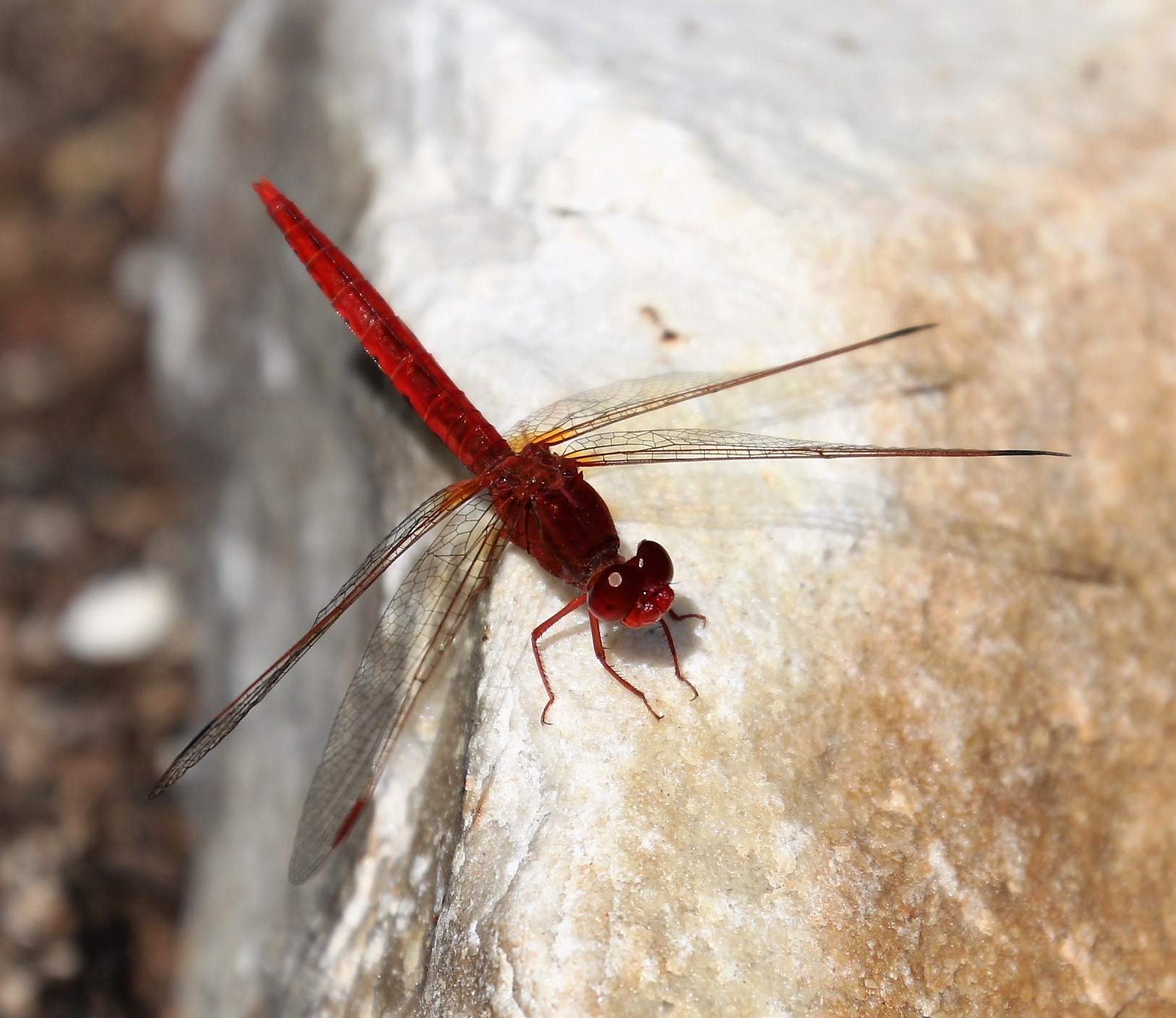 Crcothemis sanguinolenta. Little Scarlet.