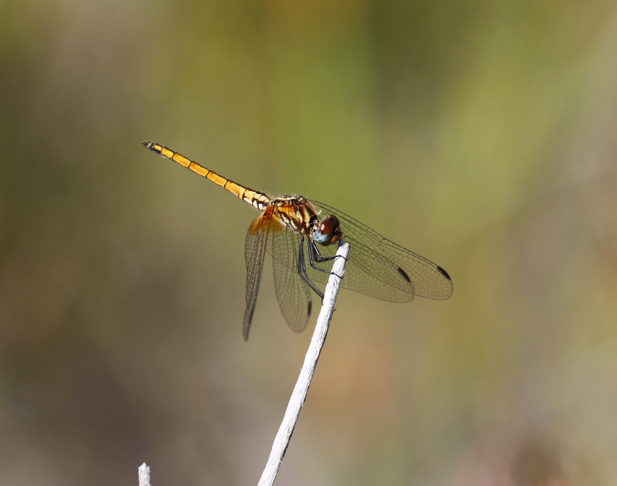 Trithemis pluvialis. Russet Dropwing.