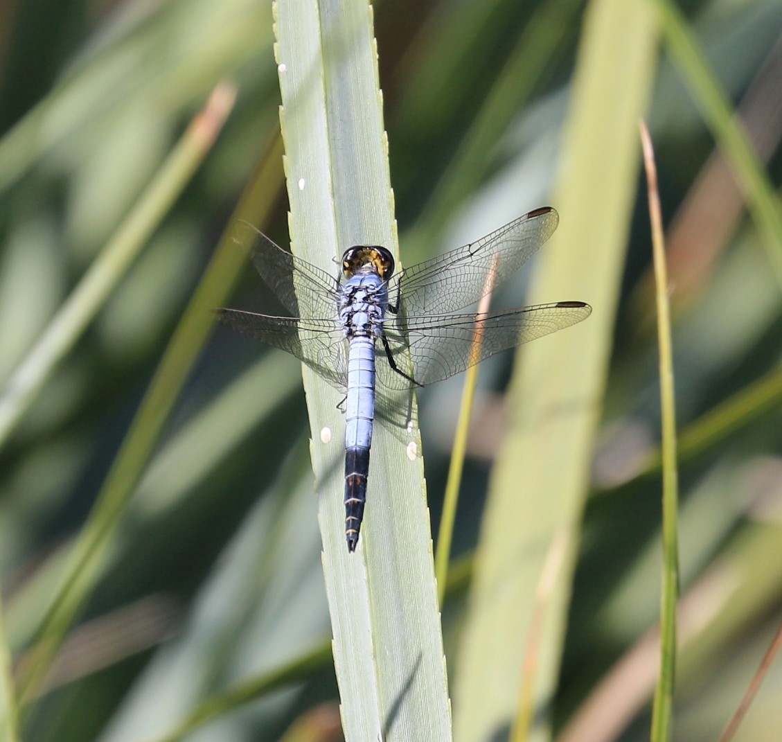 Nesciothemis farinosa. Eastern Blacktail.