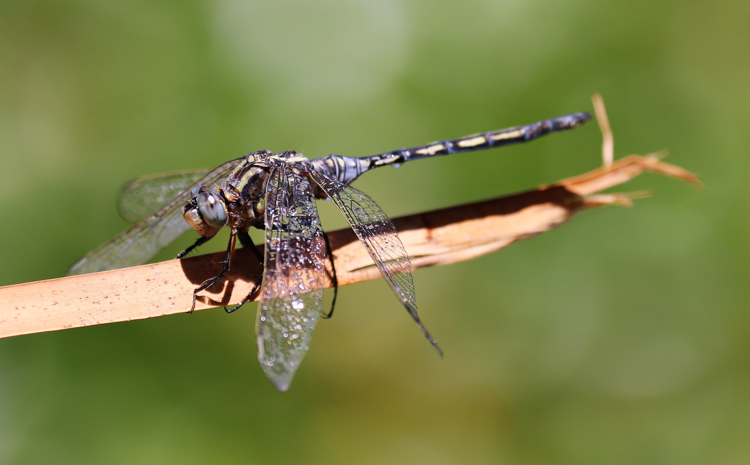 Orthetrum trinacria. Long Skimmer.