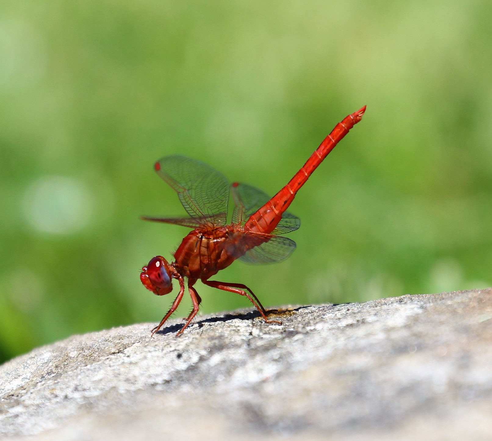 Sympetrum fonscolombii. Nomad.