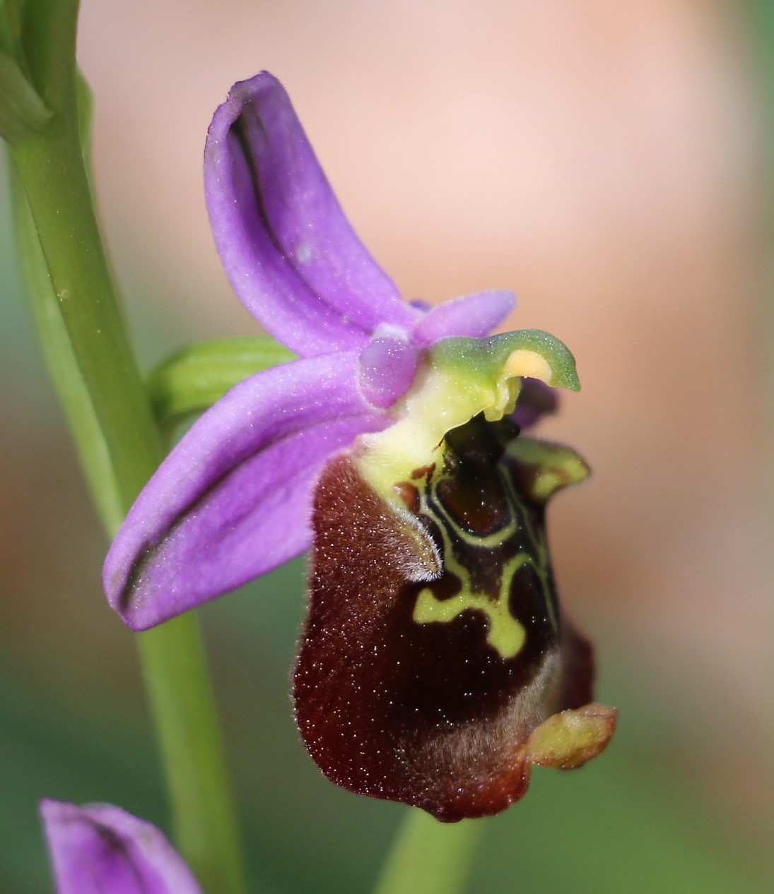 Ophrys candica ssp. minoa.