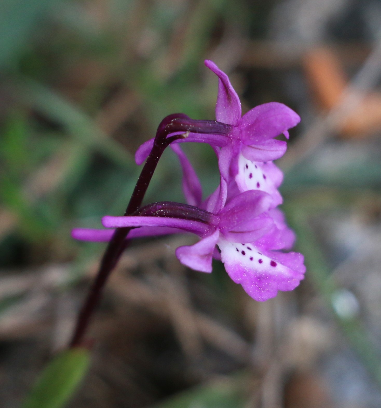 Orchis sitiaca
