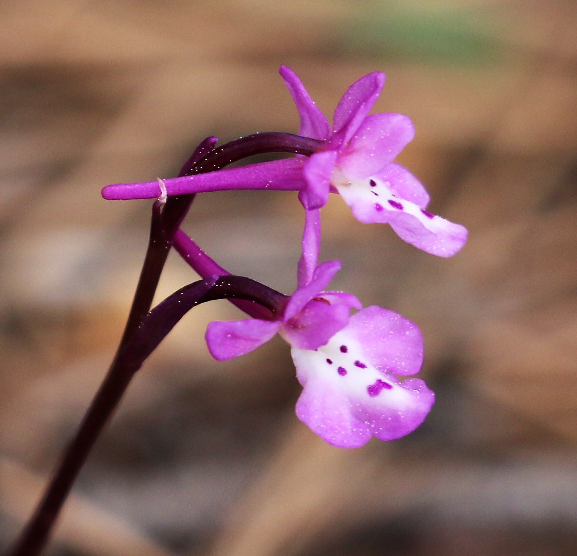 Orchis sitiaca.