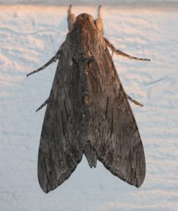 Agrius convolvuli. Convolvulus Hawk-moth.