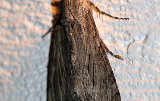 Agrius convolvuli. Convolvulus Hawk-moth.