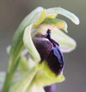 Ophrys sphegodes ssp.zeisii.