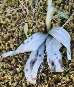 Ophrys sphegodes ssp.zeisii.