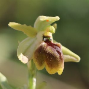 Ophrys sphegodes ssp. zeusii