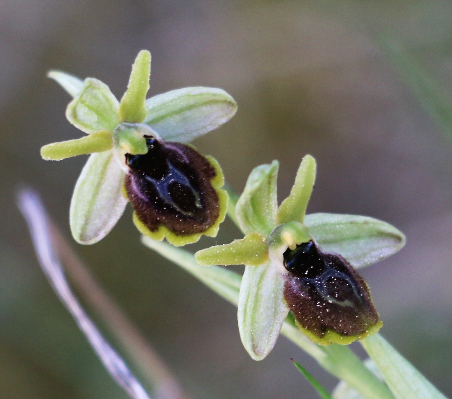 Ophrys sphegodes ssp. zeusii