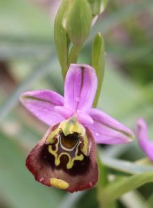Ophrys holoserica ssp. helios