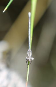 Elattyoneura glauca. Common Threadtail.