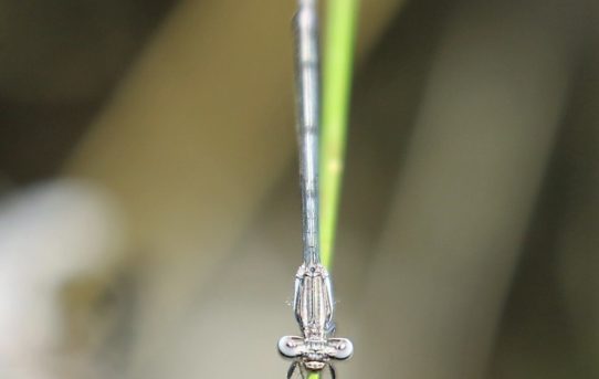 Elattyoneura glauca. Common Threadtail.